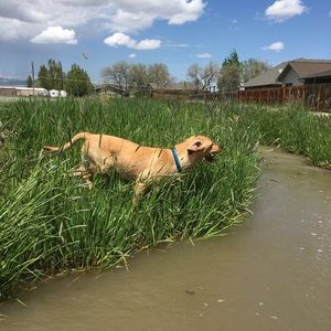 Meet your Posher, Abigail